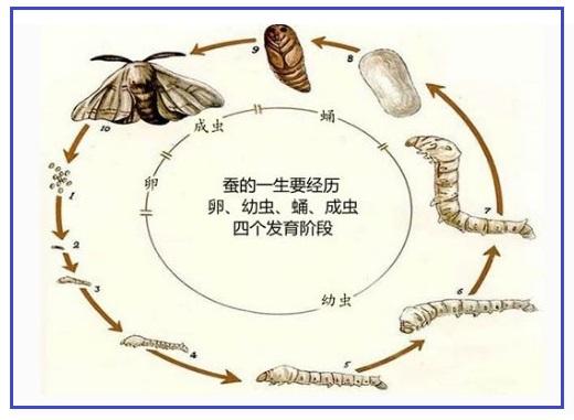 動(dòng)物生長周期